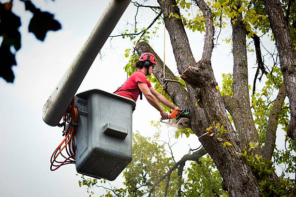 The Steps Involved in Our Tree Care Process in Roland, OK